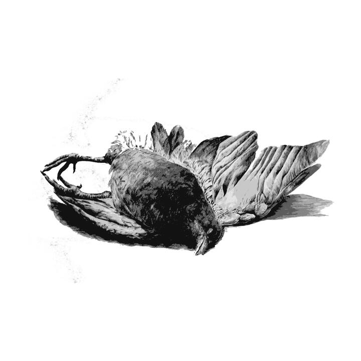 Víscera (2016)